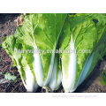 Hybrid Cabbage seeds for growing-Express